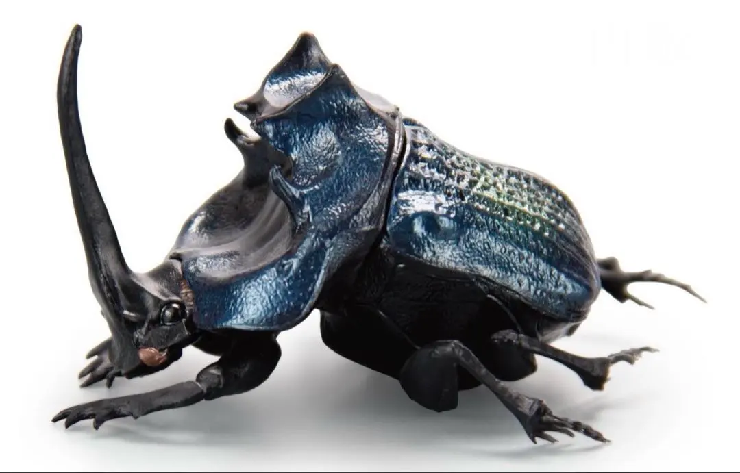 極美展足】Diabroctis mirabilisダイコクコガネ 24mm♀