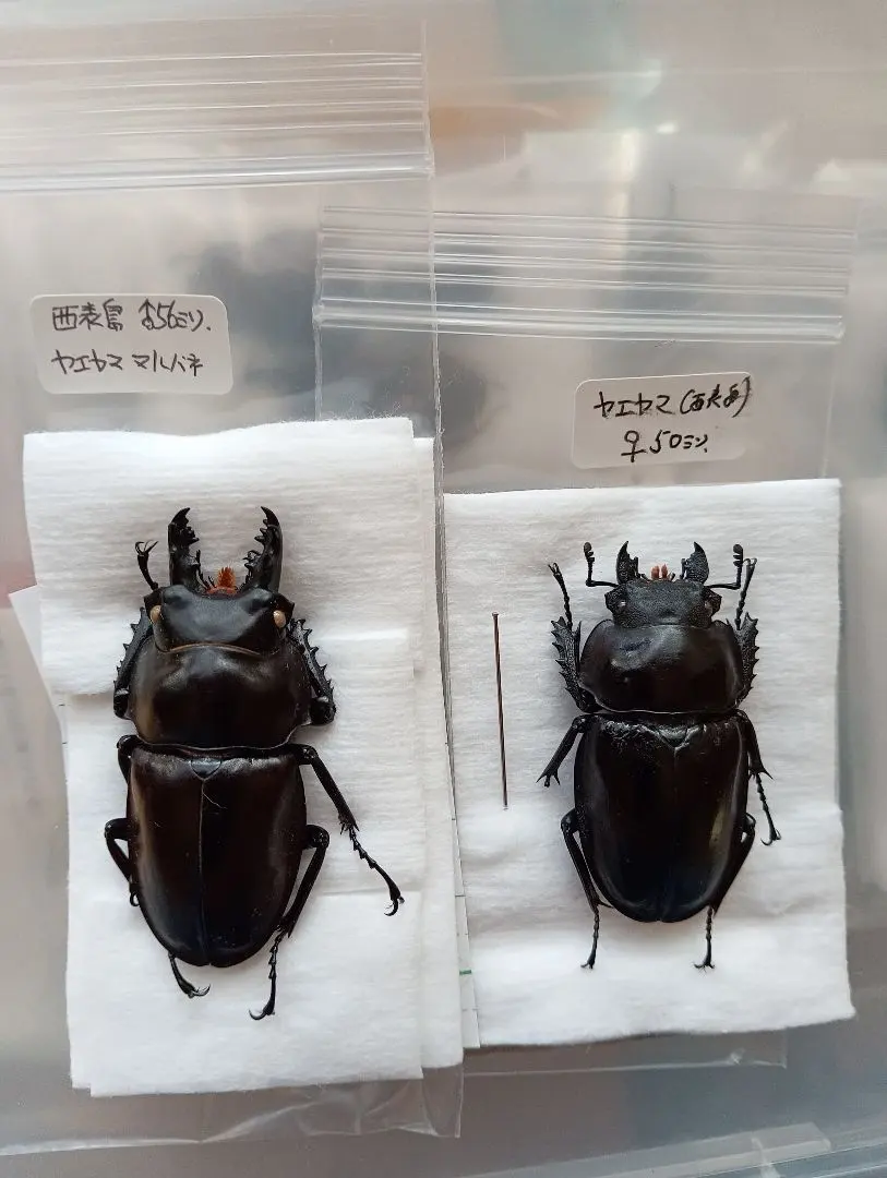 ヤエヤママルバネ 野外品 約60ミリ 西表島産