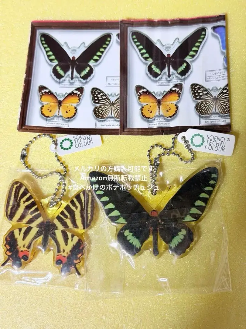 2026年最新】ヨナグニサン 標本の人気アイテム - メルカリ