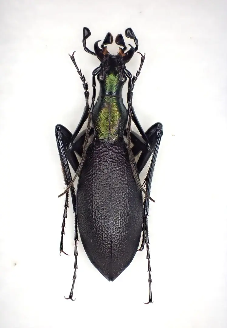 2026年最新】マイマイカブリの人気アイテム - メルカリ