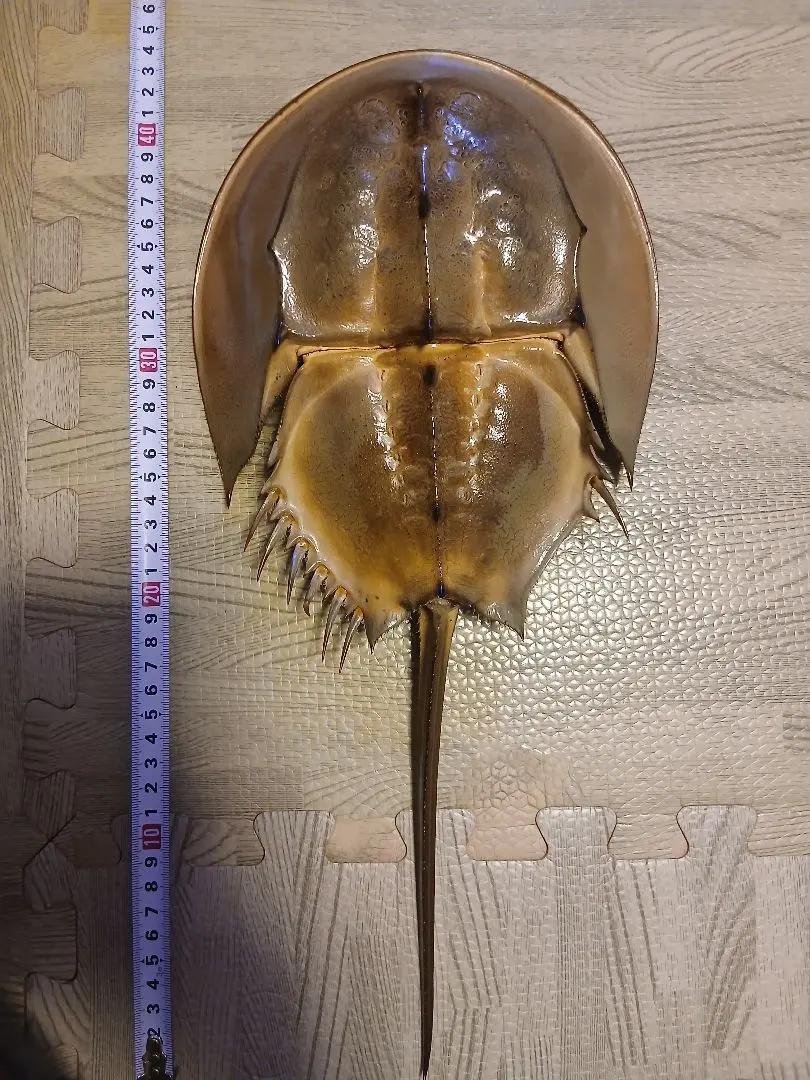 2026年最新】カブトガニ 標本の人気アイテム - メルカリ