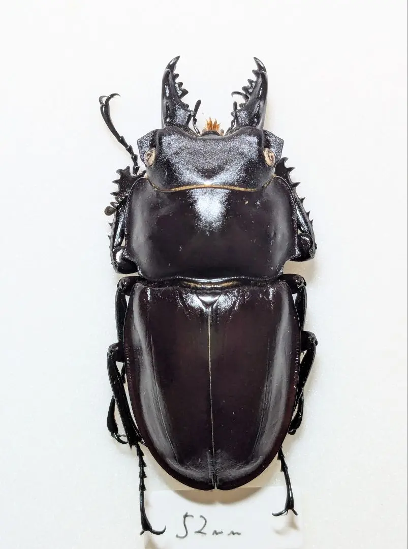 2026年最新】ヤエヤママルバネの人気アイテム - メルカリ