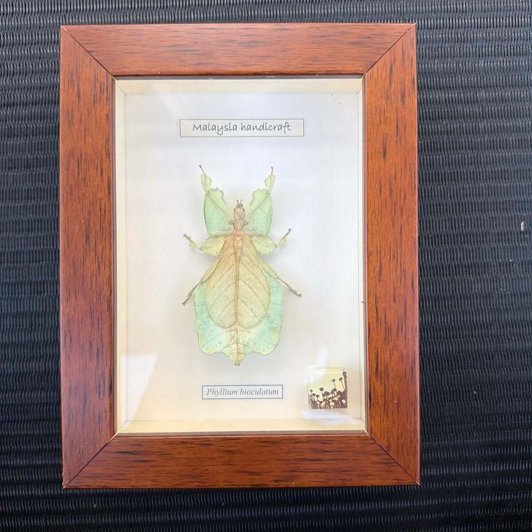 2026年最新】コノハムシ標本の人気アイテム - メルカリ