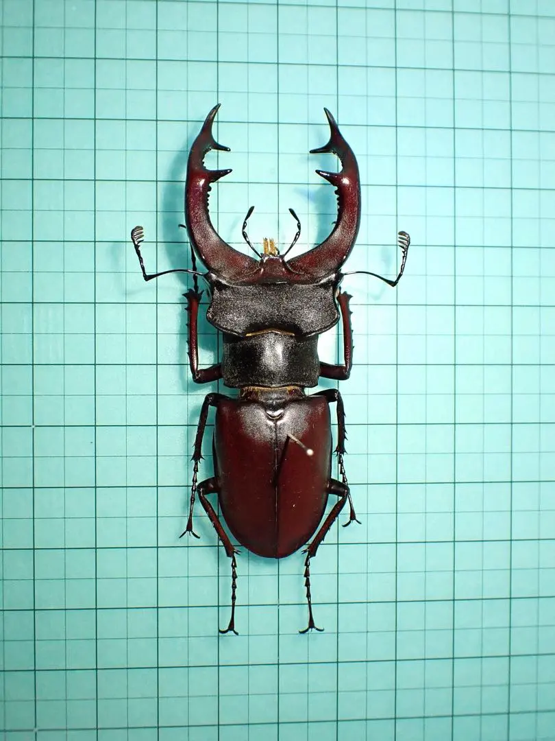 2026年最新】ヨーロッパミヤマ 標本の人気アイテム - メルカリ