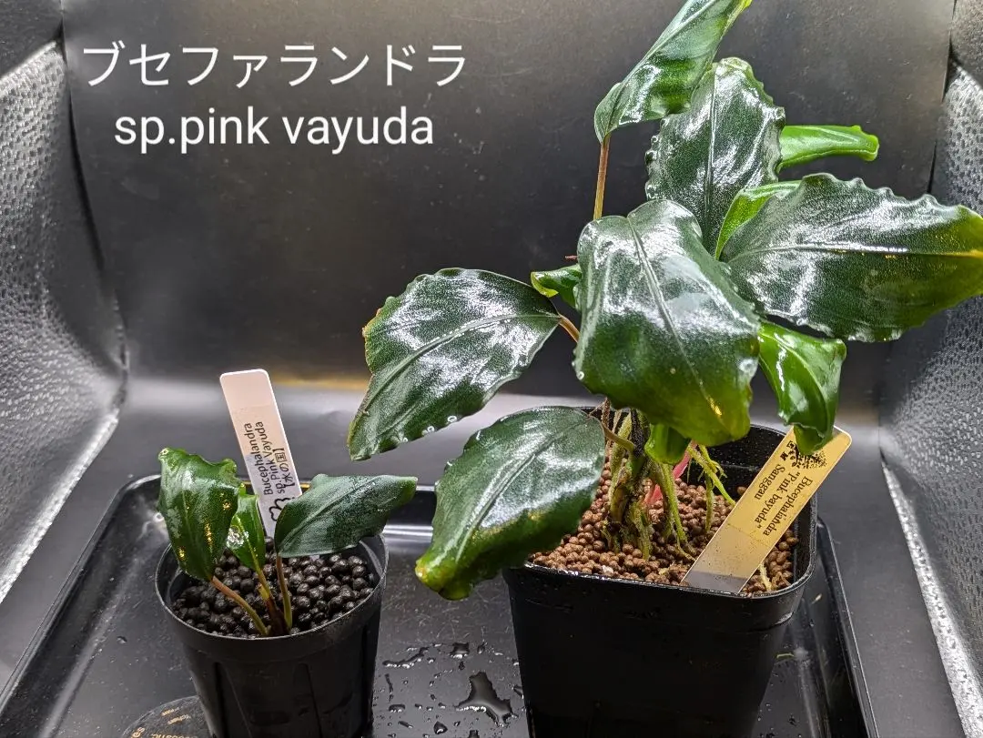 ブセファランドラsp.Demos 3rd【完全水中葉】水の国