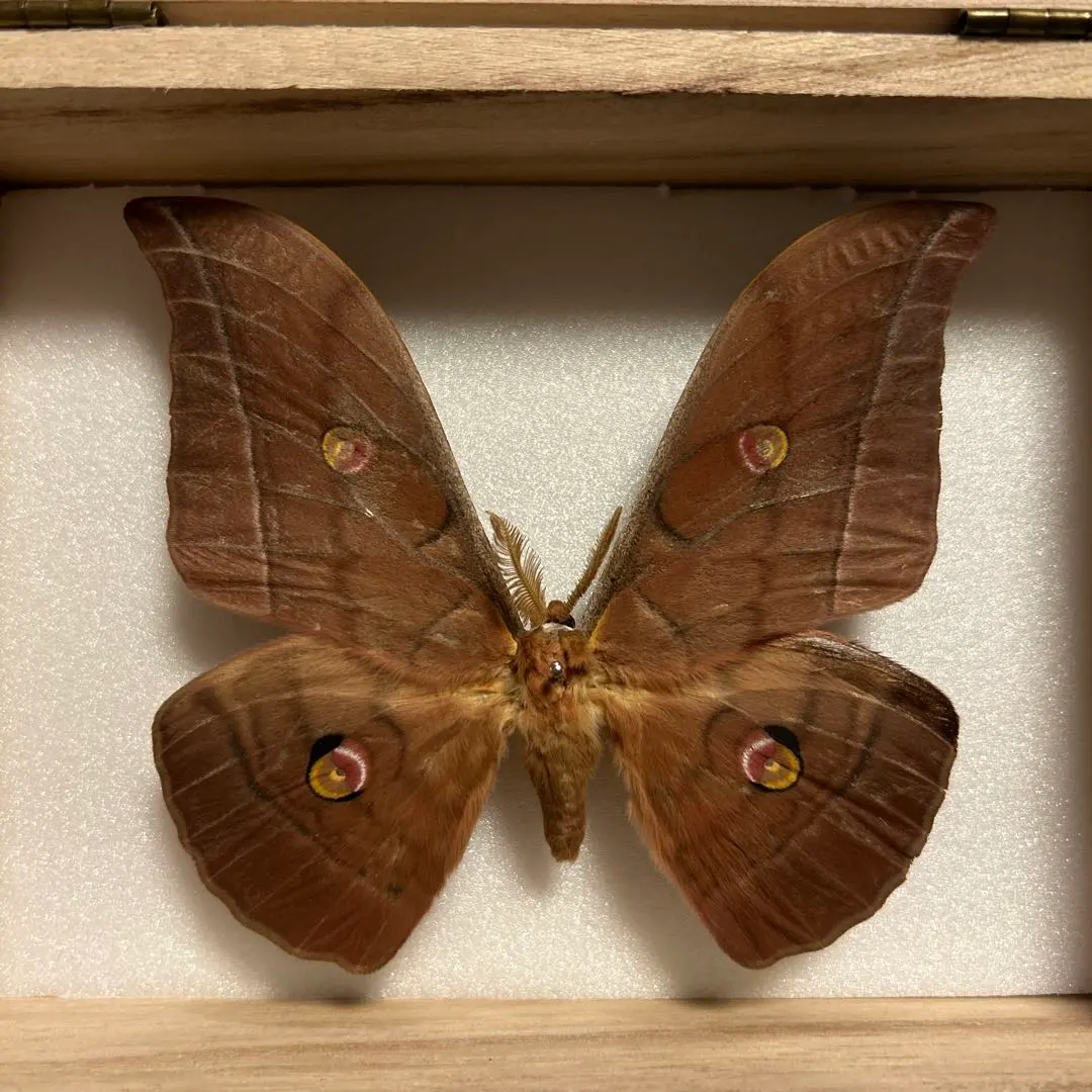 2026年最新】標本 ヤママユの人気アイテム - メルカリ