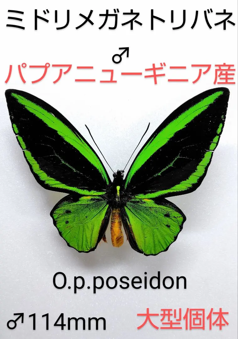 2026年最新】トリバネアゲハ 標本の人気アイテム - メルカリ