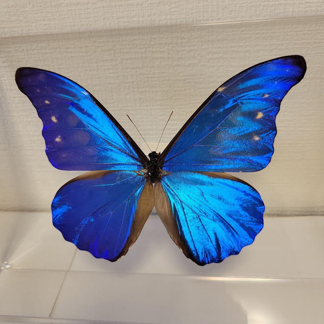 蝶の標本　ジャングルを舞う宝石(珍珍)