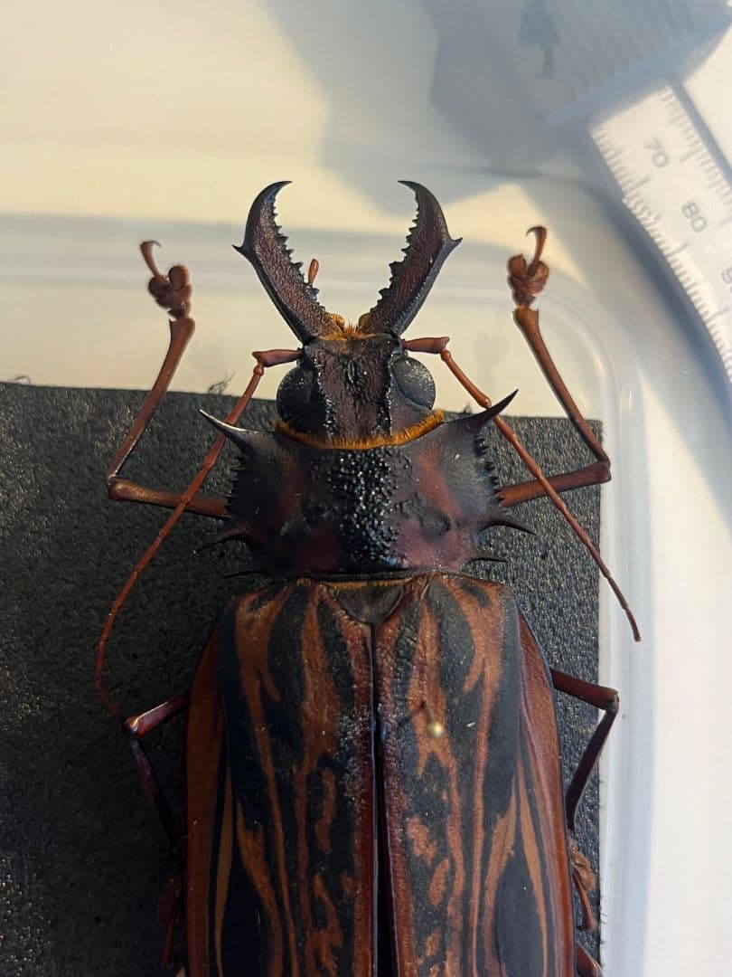 106mm♀】オオキバウスバカミキリ標本 Macrodontia昆虫標本 - メルカリ