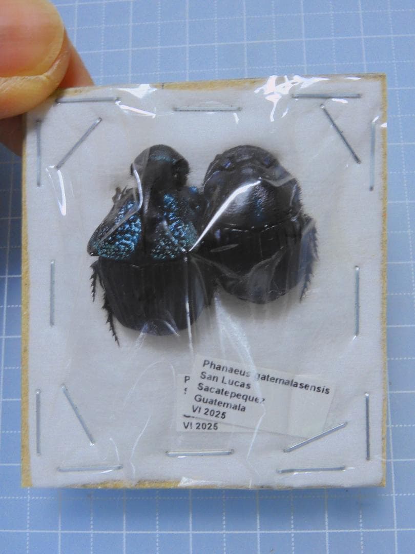 ガテマラ産　ガテマラニジダイコクコガネ　ペア　25-20mm 日東工器 迅速流体継手 ハイカプラ 20SM 1個 | SM | 工具の三河屋 本店