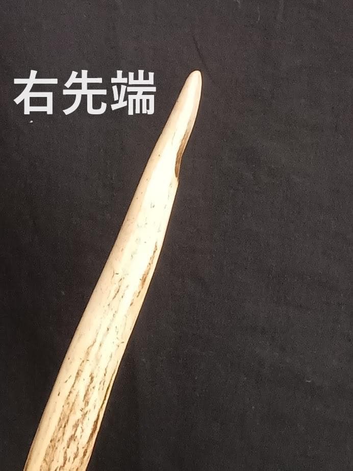 桜龍様 専用標本 ニホンジカ オス 56Kg 角付き頭骨＋寛骨 - メルカリ