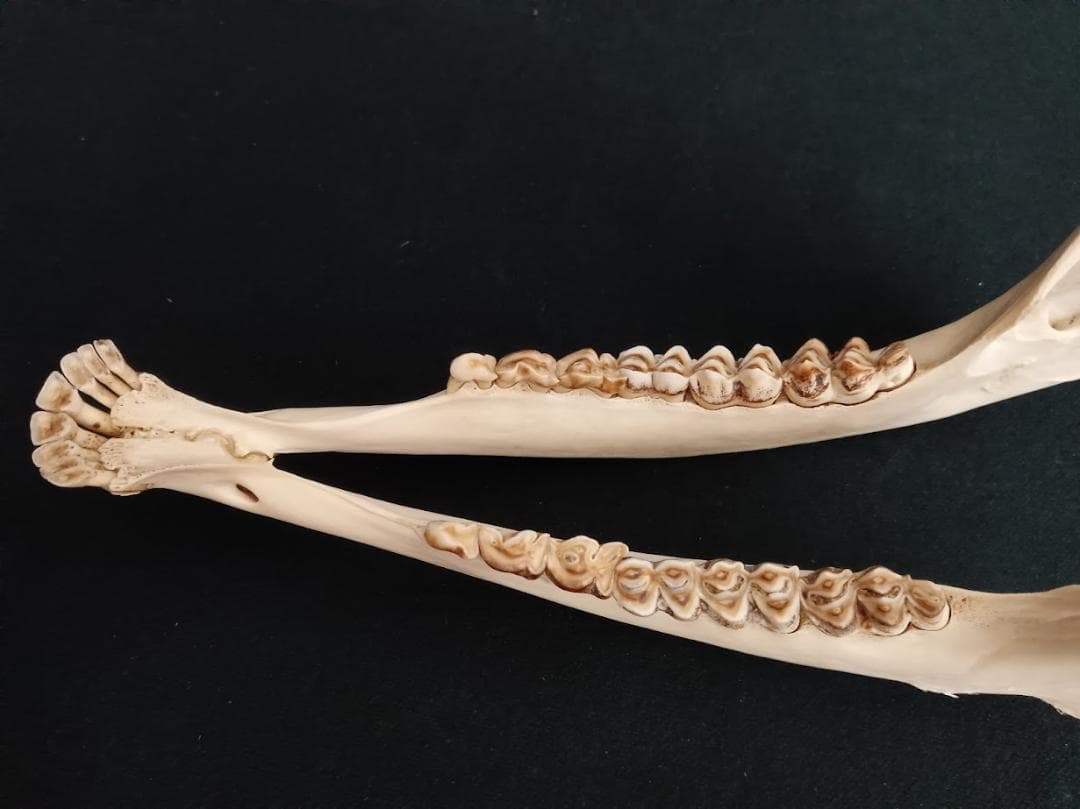 桜龍様 専用標本 ニホンジカ オス 56Kg 角付き頭骨＋寛骨 - メルカリ