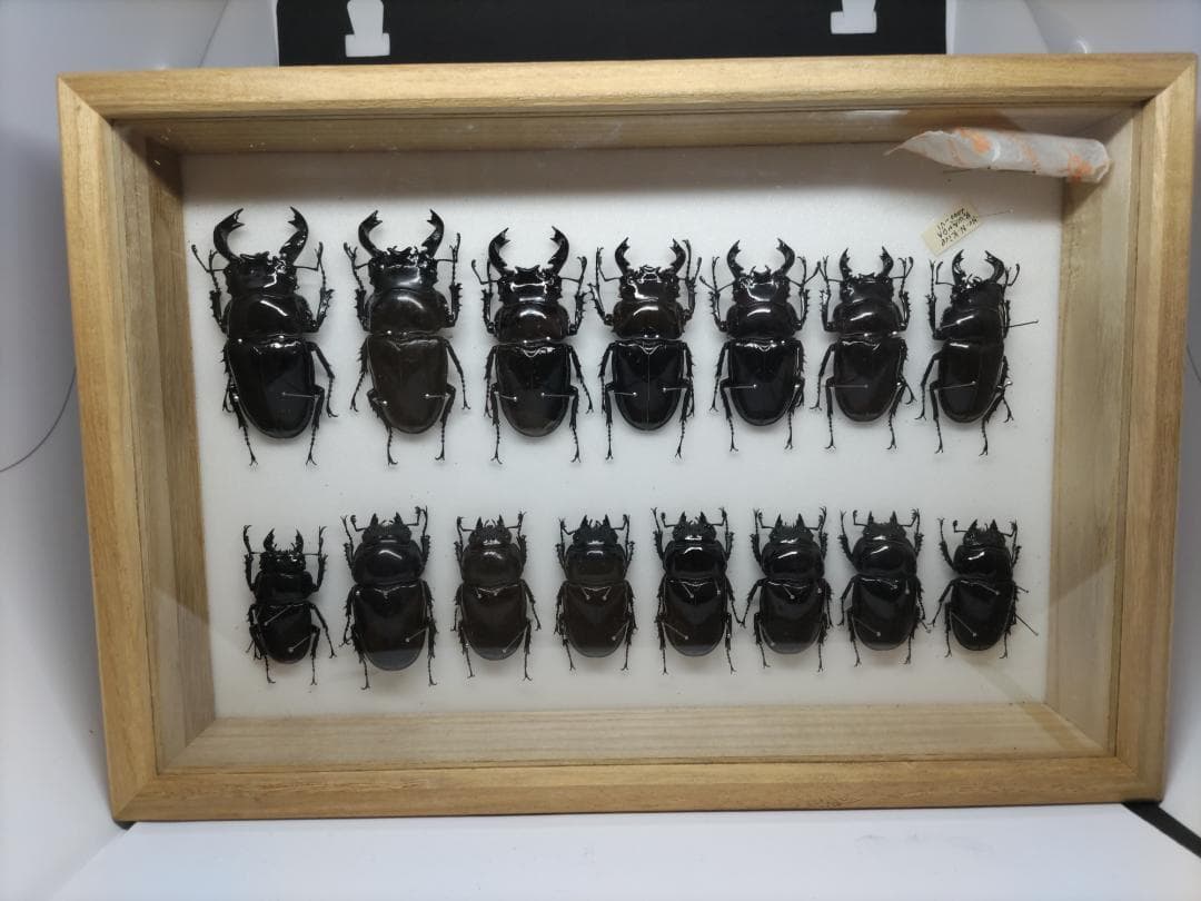 コガシラクワガタ ホロメタリクス 標本 チリクワガタ/コガシラクワガタ