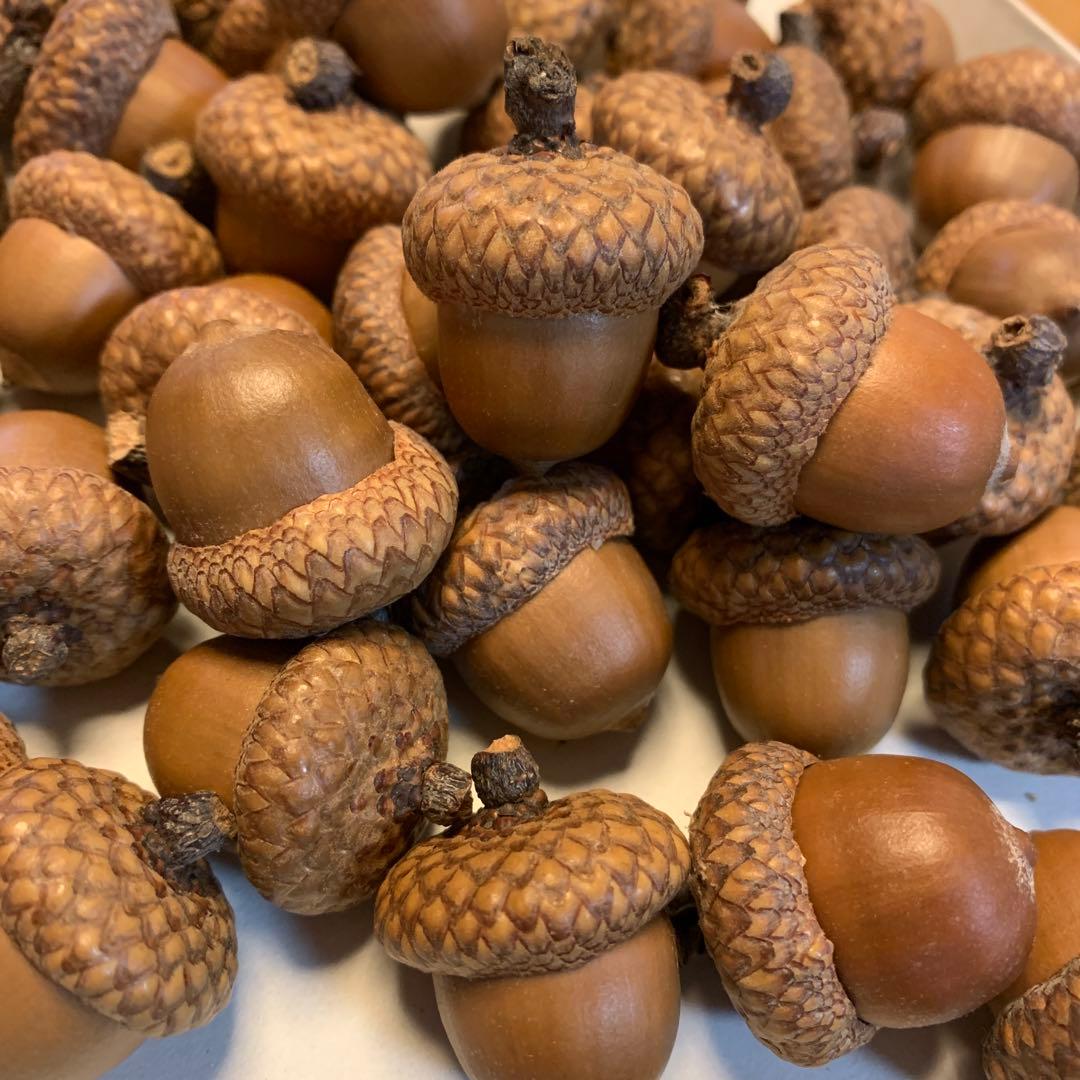 ちべ☆ 特大ドングリ80個