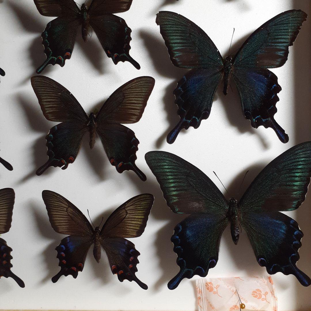 蝶標本 アゲハチョウ類8種47頭、大型ドイツ標本箱2箱入りセット