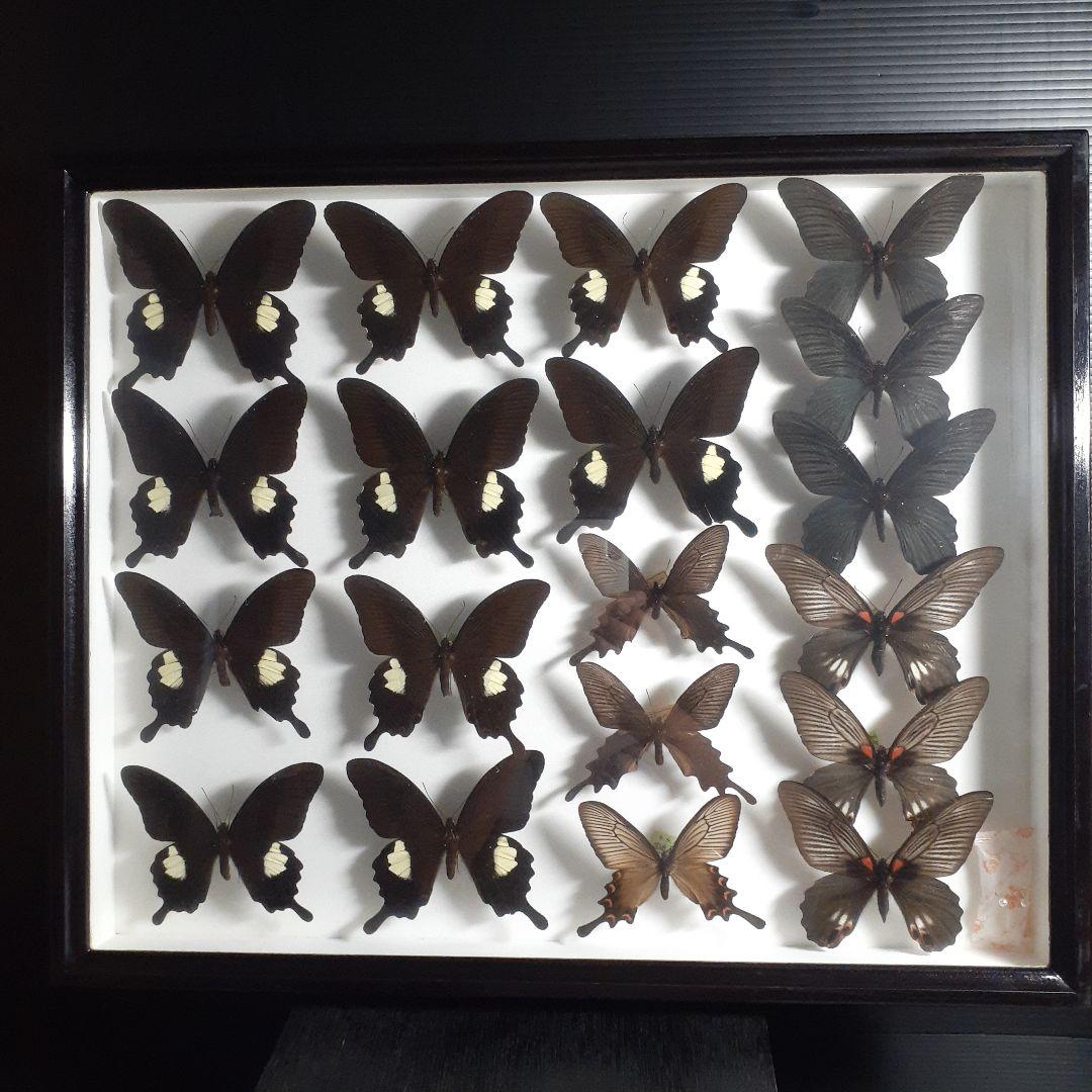 蝶標本 アゲハチョウ類8種47頭、大型ドイツ標本箱2箱入りセット