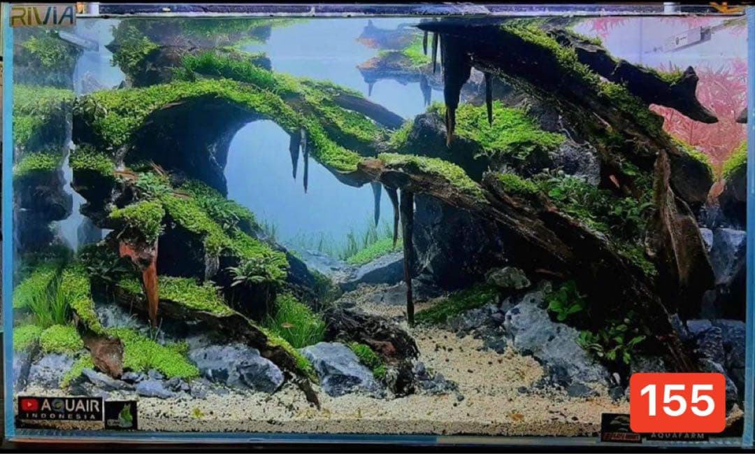 水槽用流木 流木 ブランチウッド 。アクアリウム パルダリウム