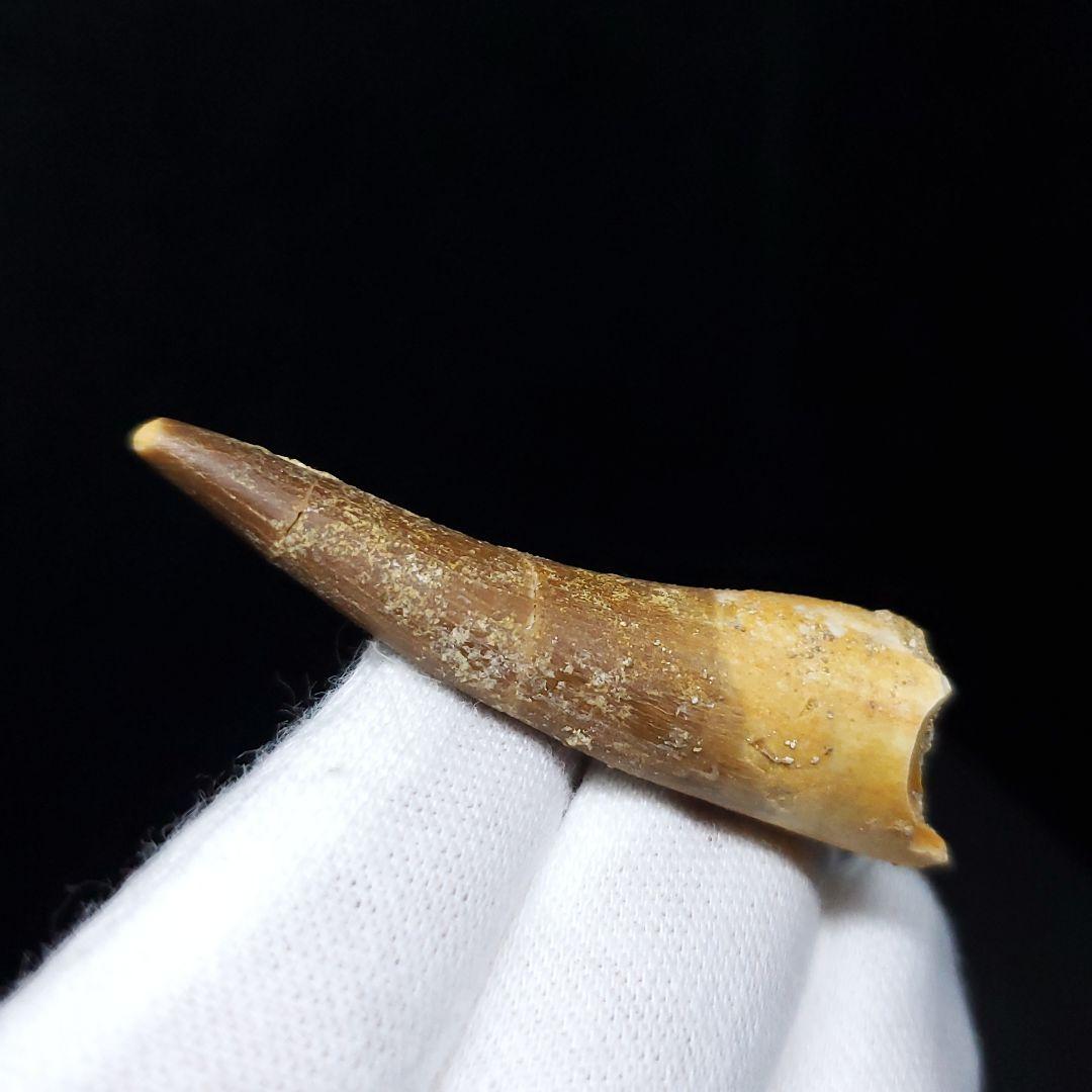 プレシオサウルス 化石 歯 本物 モロッコ産 43.21mm ケース pr85