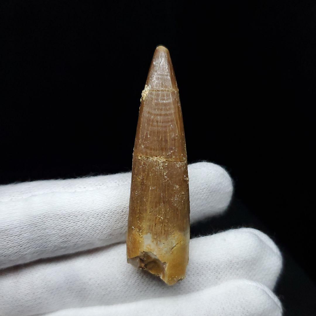 プレシオサウルス 化石 歯 本物 モロッコ産 43.21mm ケース pr85