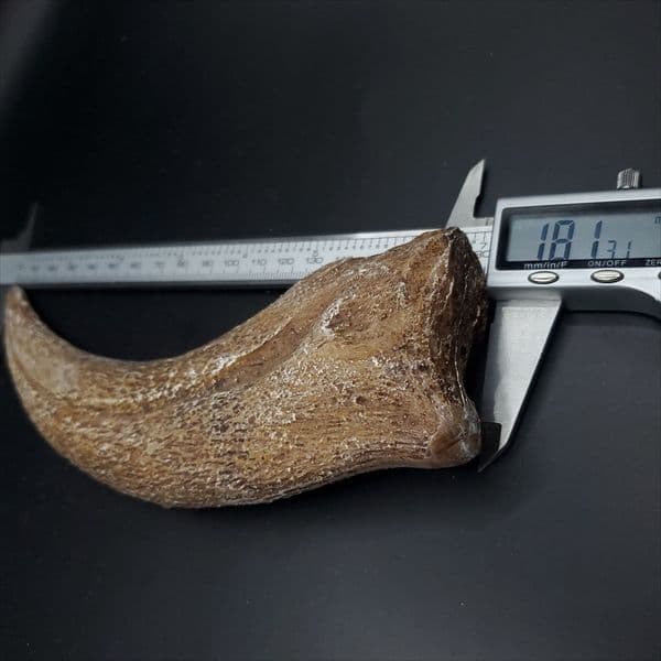 スピノサウルス 爪 レプリカ 181.31mm  spr7