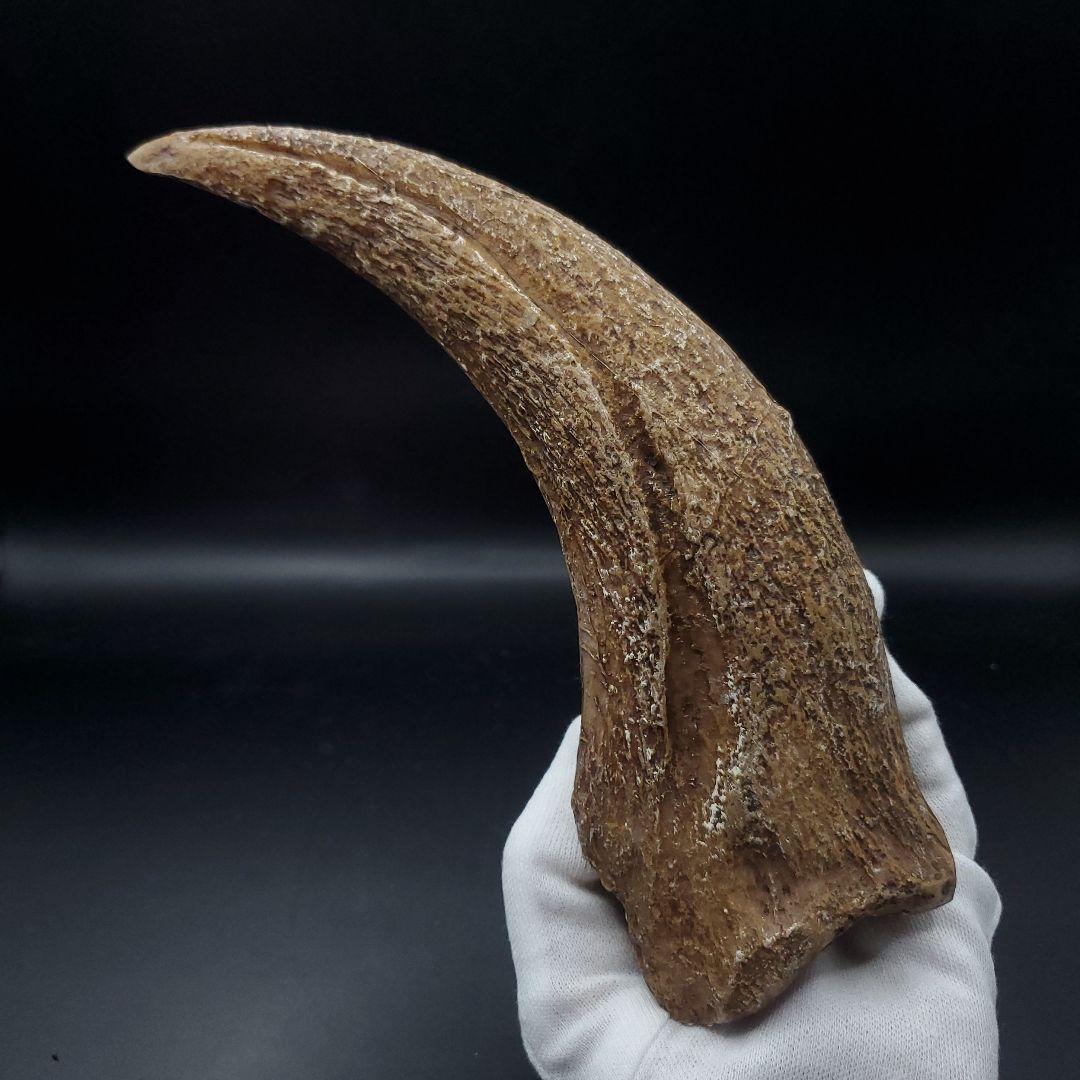 スピノサウルス 爪 レプリカ 181.31mm  spr7