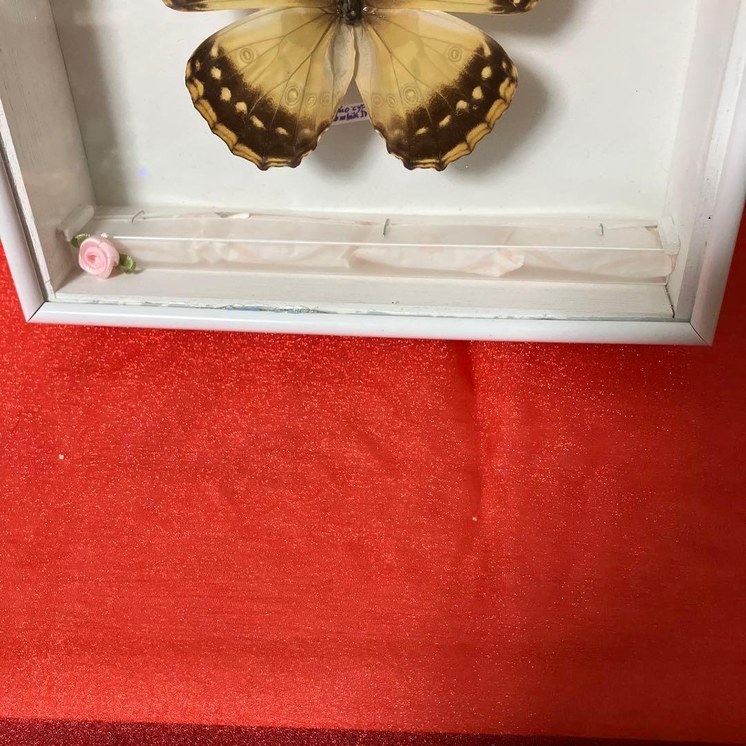 美麗キプリスモルフォペアー