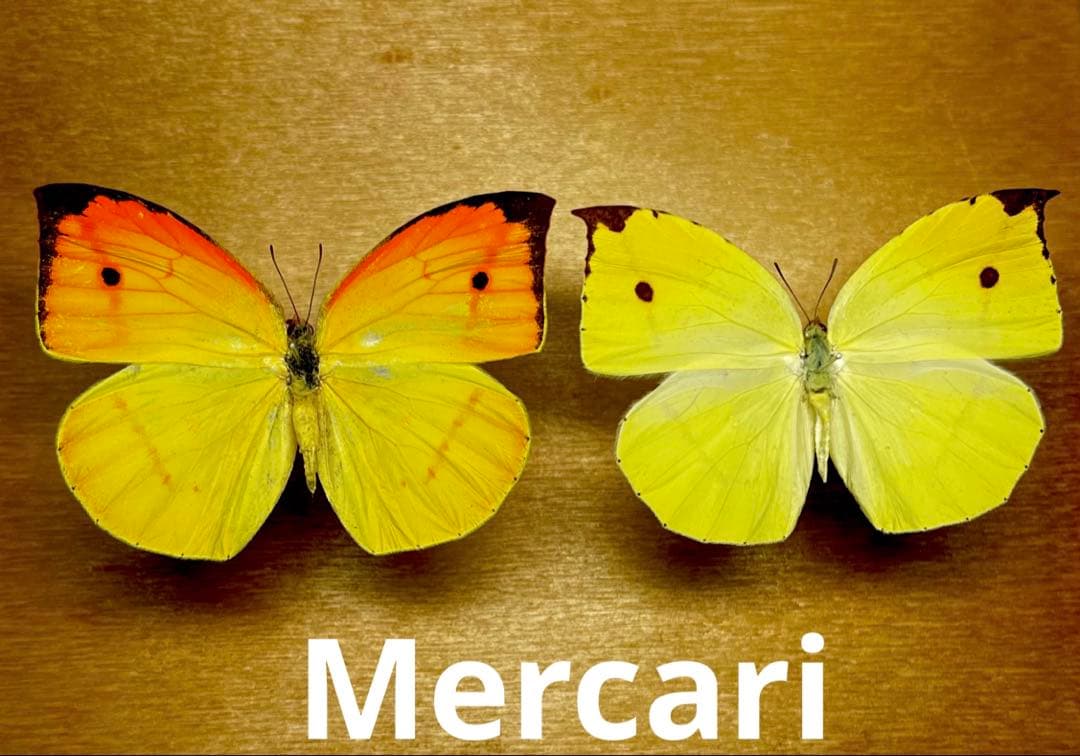 タミラナルルリモンアゲハ ♂標本 南インド産完全品96mm究極美麗標本少数