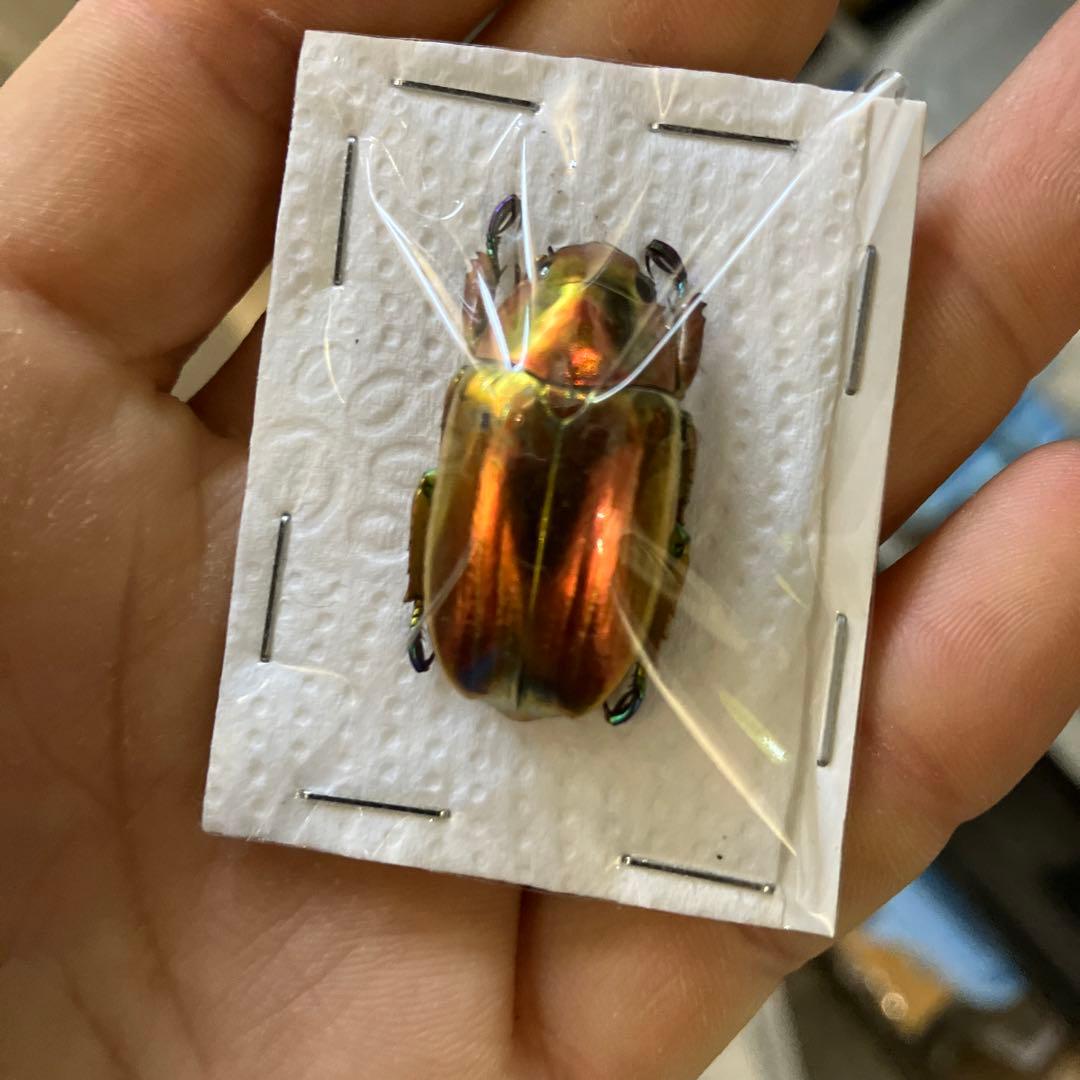 スーパーレア！クリサルギアプラチナコガネレッド！ スーパーレア