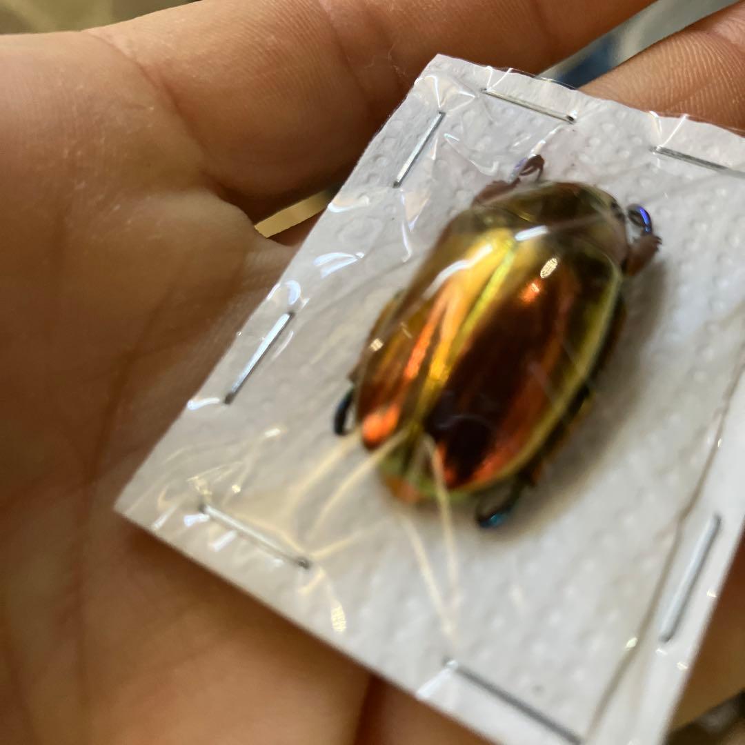 スーパーレア！クリサルギアプラチナコガネレッド！ スーパーレア