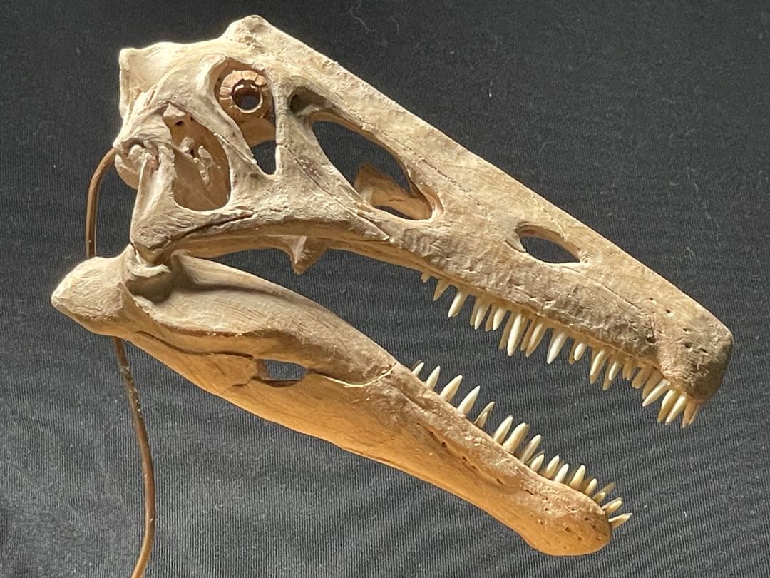木彫 珍品　恐竜 イリテーター(イリタトール) 頭骨模型　14cm