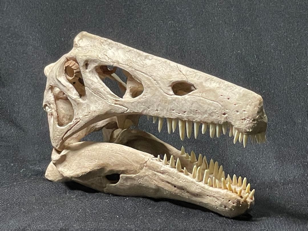 木彫 珍品　恐竜 イリテーター(イリタトール) 頭骨模型　14cm