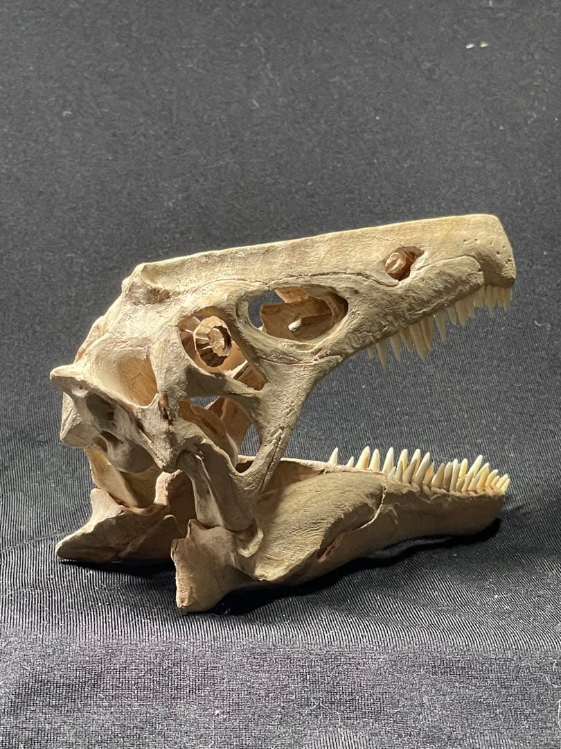 木彫 珍品　恐竜 イリテーター(イリタトール) 頭骨模型　14cm