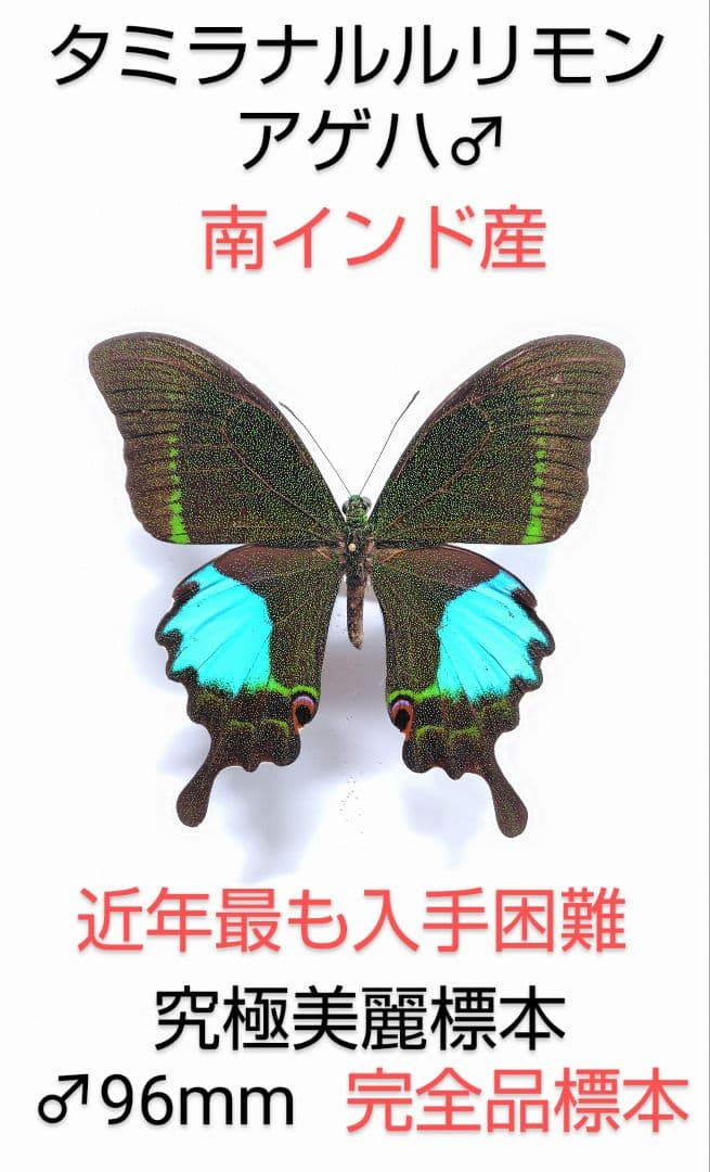 タミラナルルリモンアゲハ ♂標本 南インド産完全品96mm究極美麗標本少数