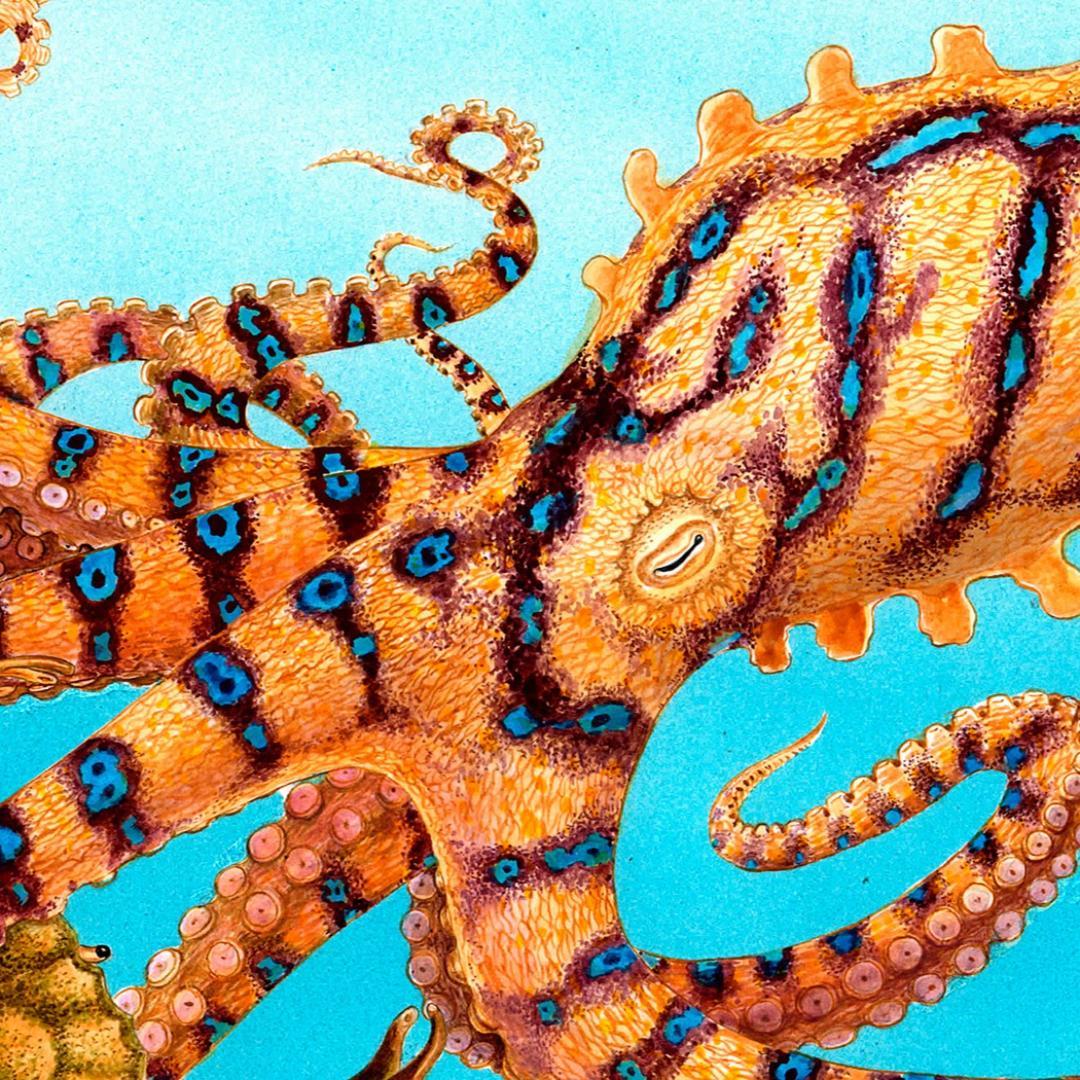 【絵画】ネイチャーアート「オウギガイを襲うヒョウモンダコ」原画