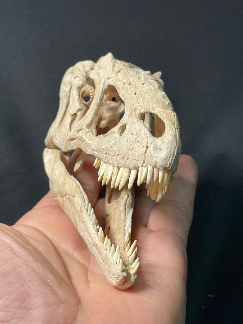ファッションホビー・楽器・アート - 木彫 恐竜 ユウティラヌス 頭骨