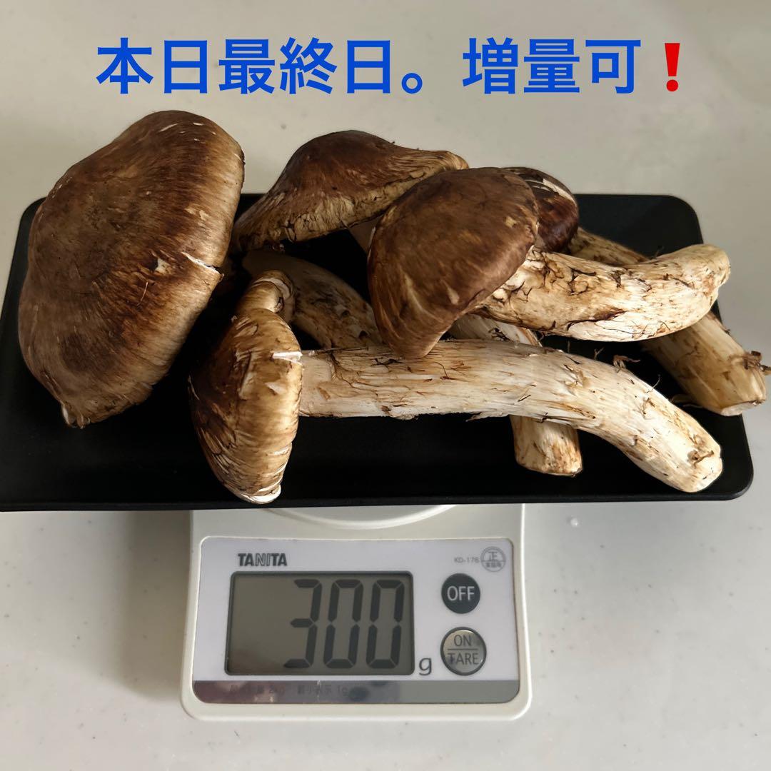 秋田県産松茸 300G