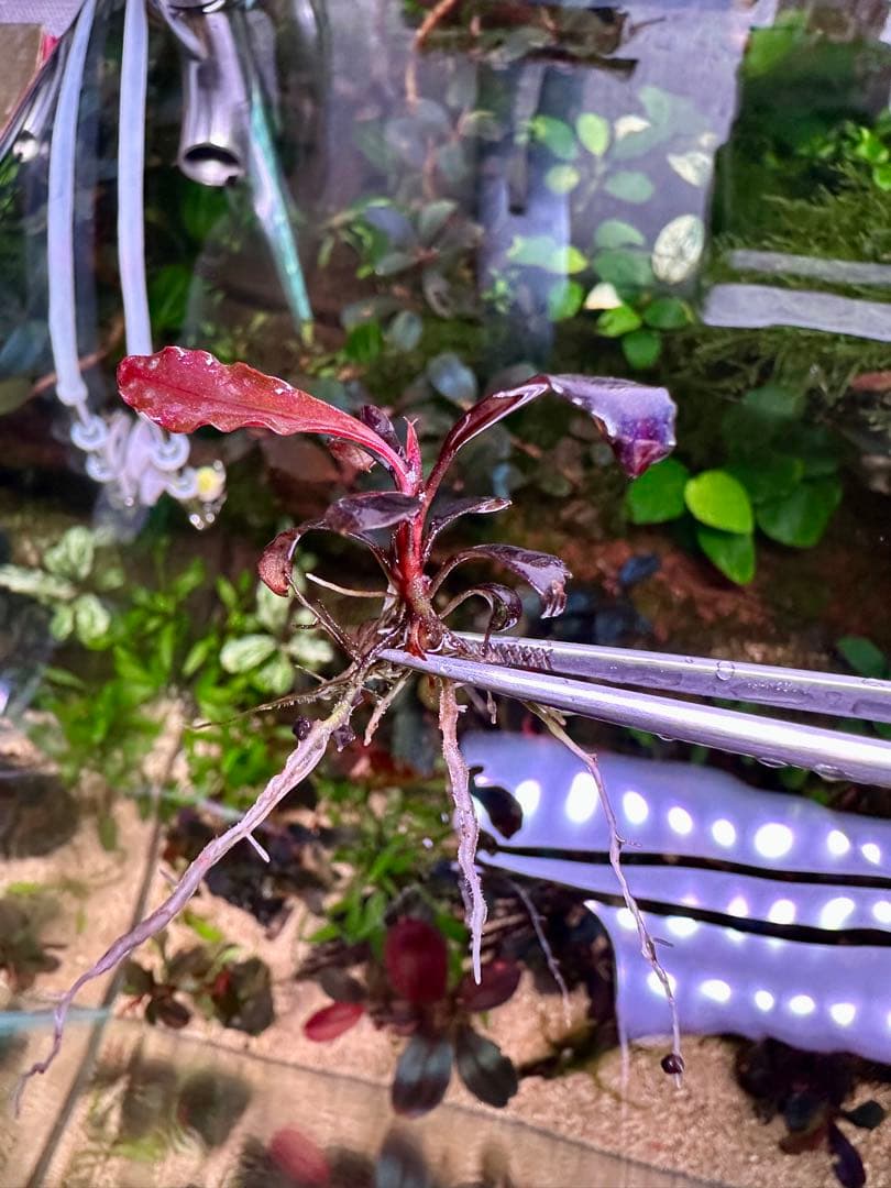 爆睡 様専用sp.ブラウニーゴーストカリマンタン 2株