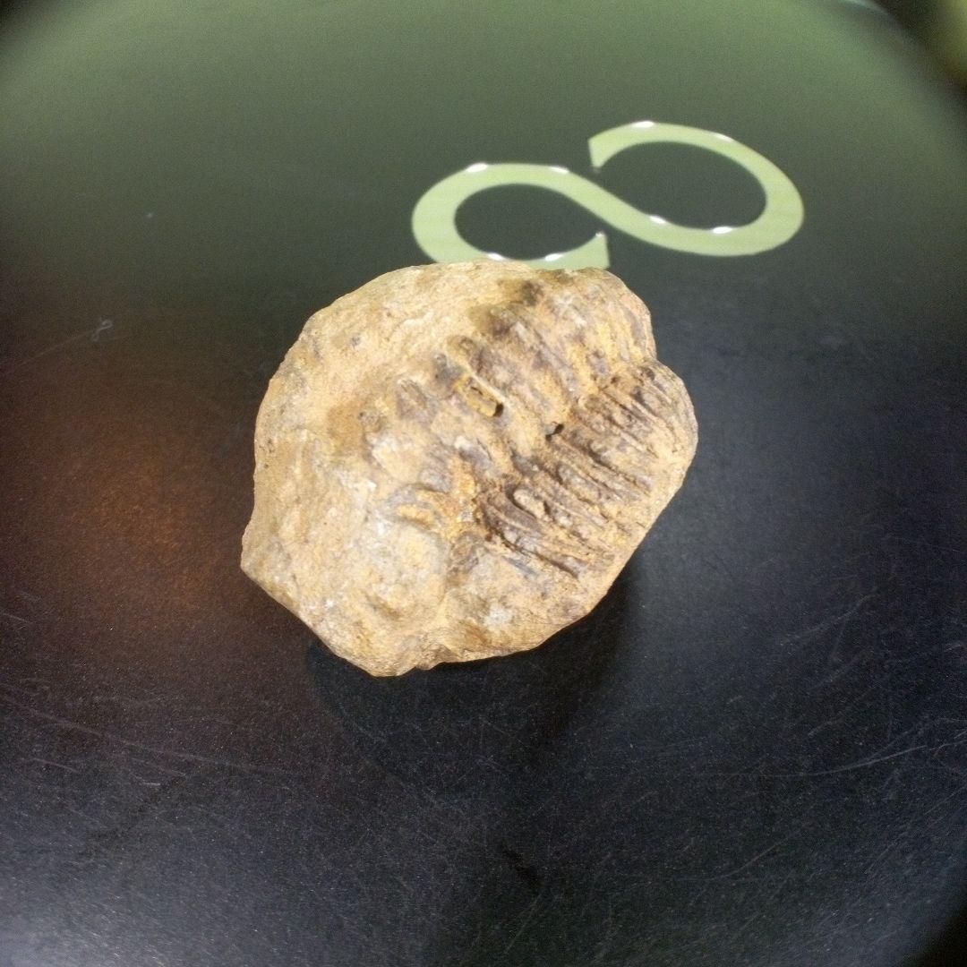 三葉虫化石fossilボリビア産trilobiteノジュール判別⑨
