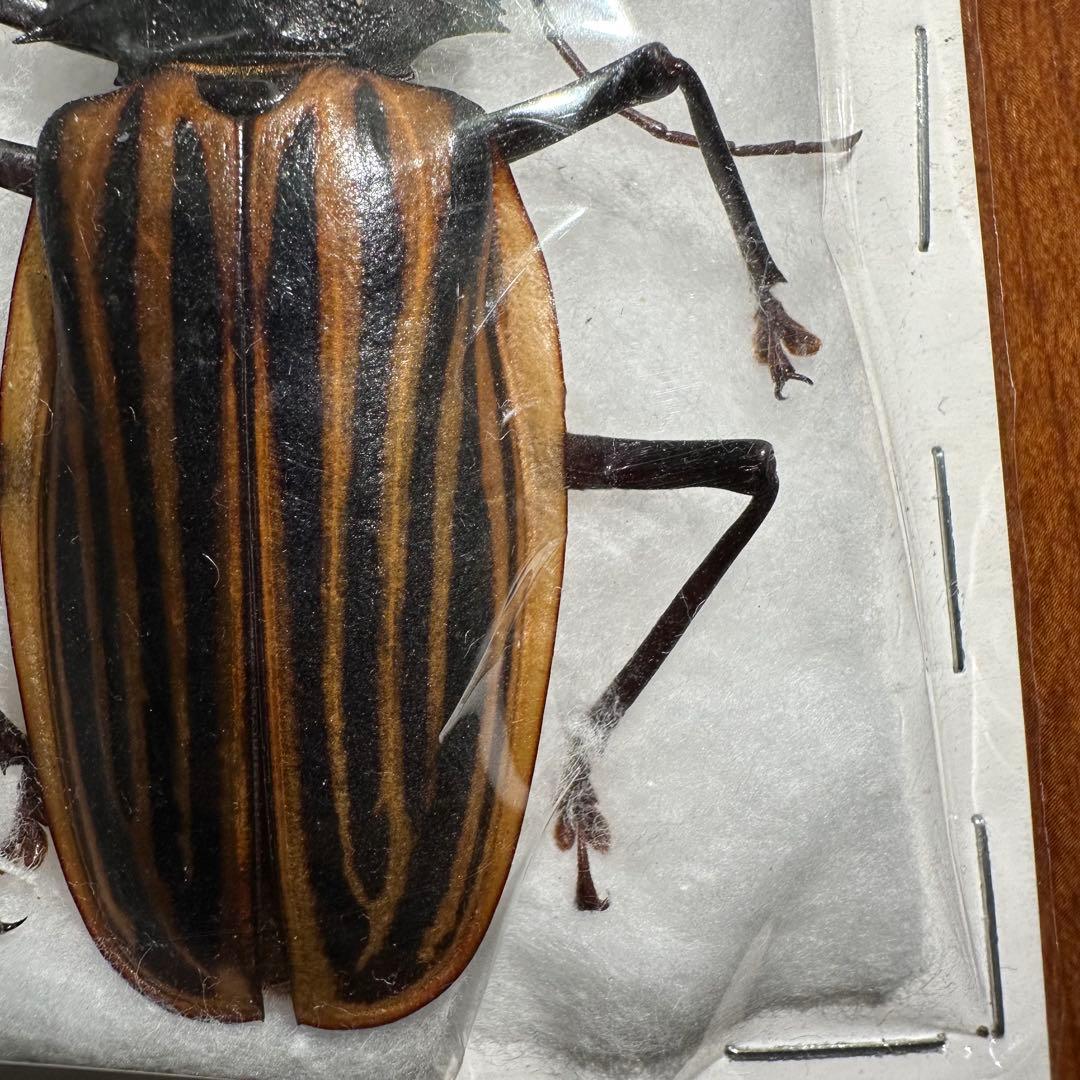 カストロオオキバウスバカミキリ 85mm