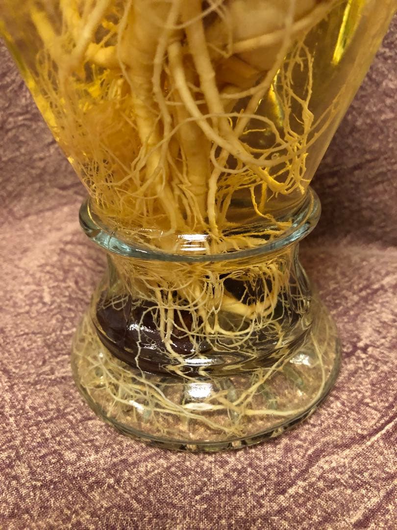 古酒 高麗人参入りガラスボトル