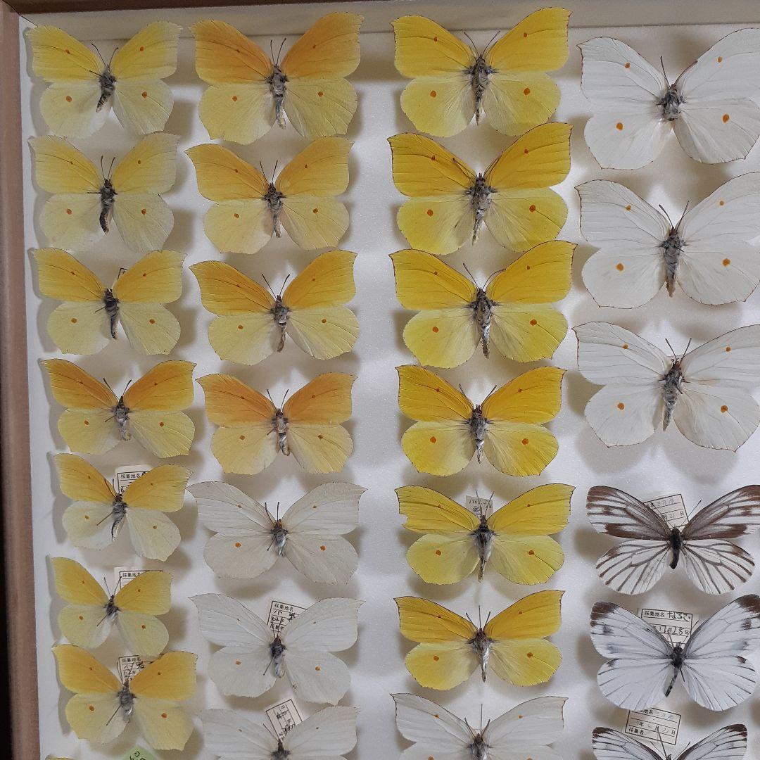 蝶標本 シロチョウ、ヒカゲチョウ類ほか20種156頭、大型ドイツ標本箱二