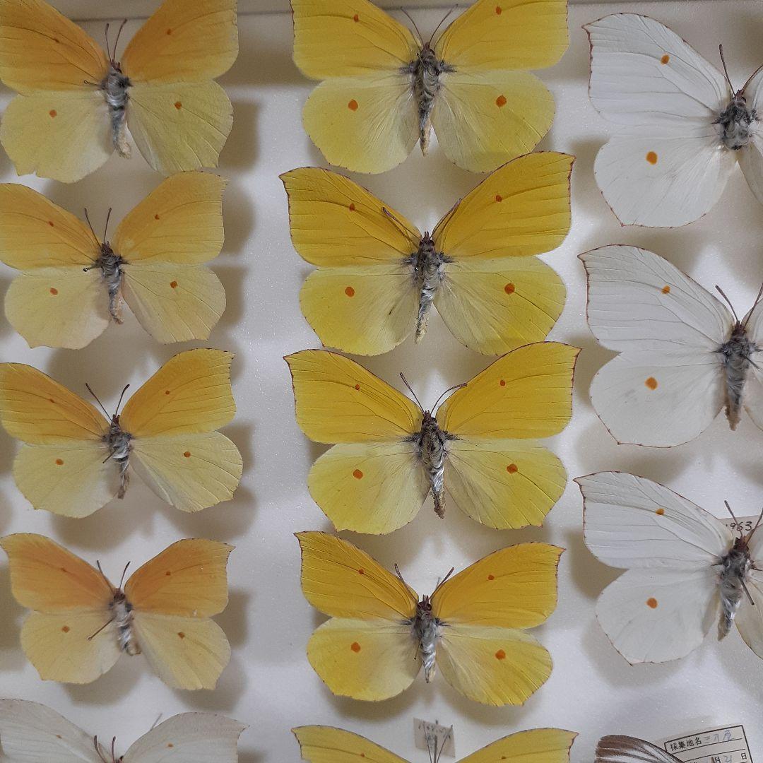 蝶標本 シロチョウ、ヒカゲチョウ類ほか20種156頭、大型ドイツ標本箱二