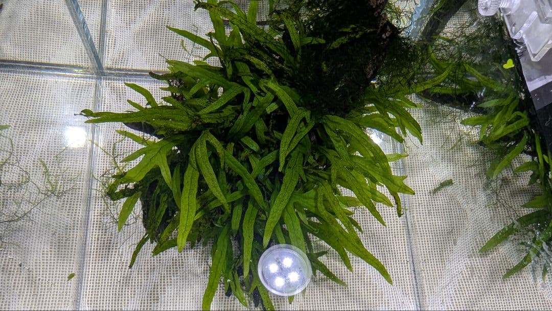 ミクロソリウムトライデントリーフ60葉以上が自然活着した2本組の