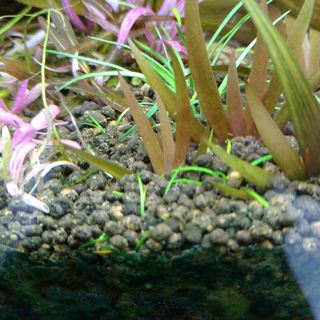 メルカリ便 クシリスSPレッド水中葉子株1株 水草 ADA 水