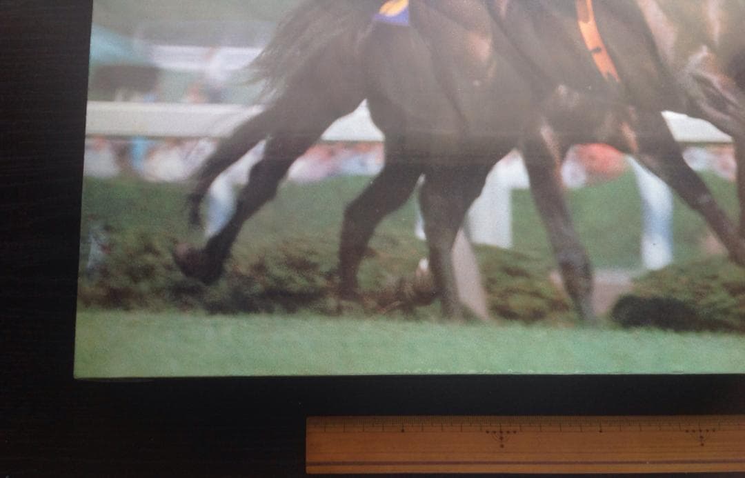 競馬パネル：トウショウボーイ「1977年 第7回高松宮杯」※カラー直線