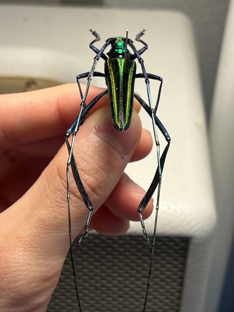 40mm】アオカミキリの仲間 Chloridolum klaesii？ 標本