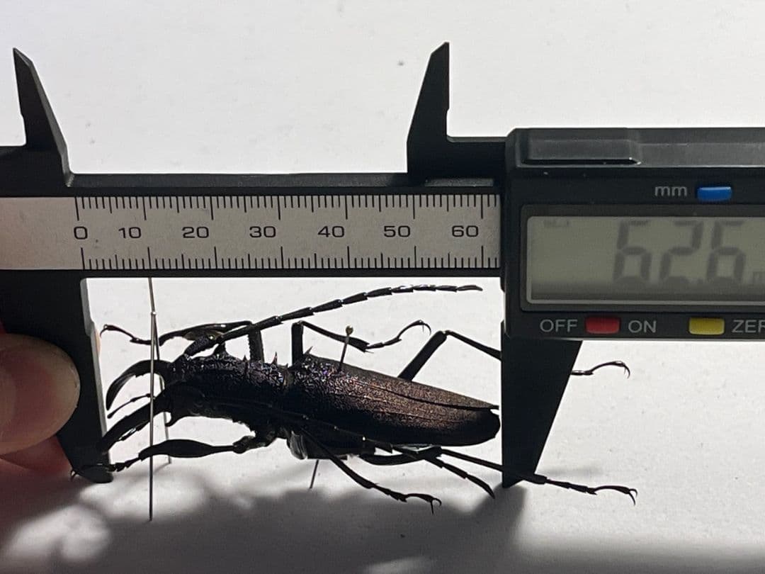 濃紺】ツヤケシオニノコギリカミキリ ムラサキオニノコギリカミキリ