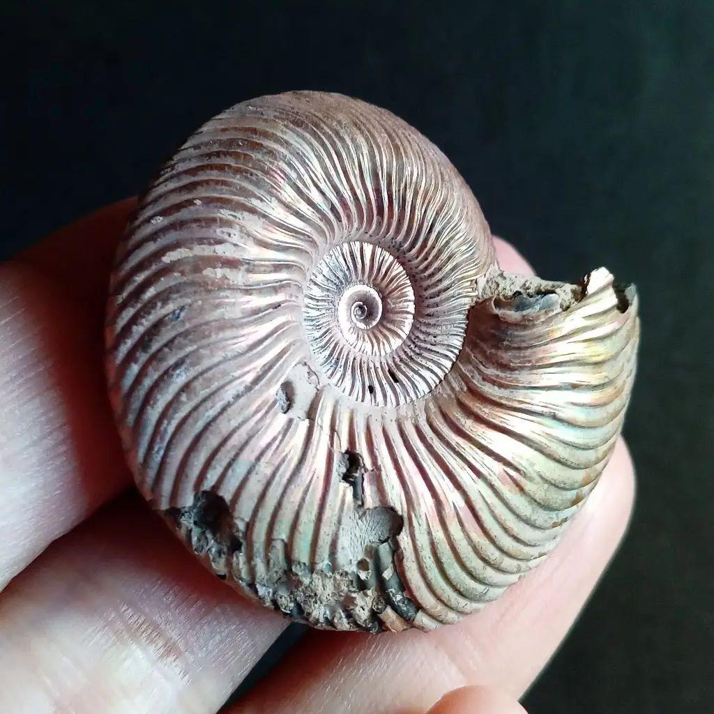 化石骨格標本アンモナイト50mmレッド系