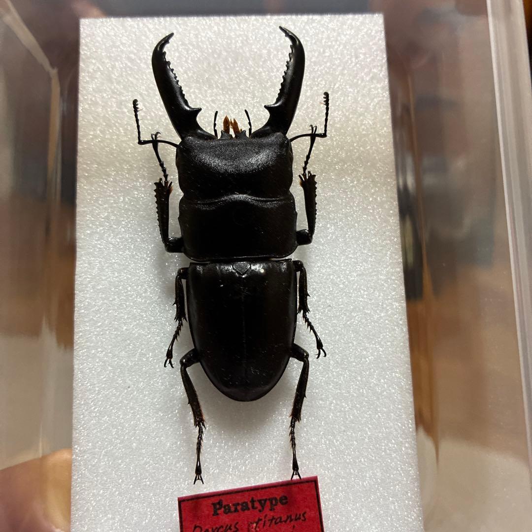 4mm】コブハムシ 赤銅色 コメツキムシ昆虫標本甲虫タマムシスハンダエ