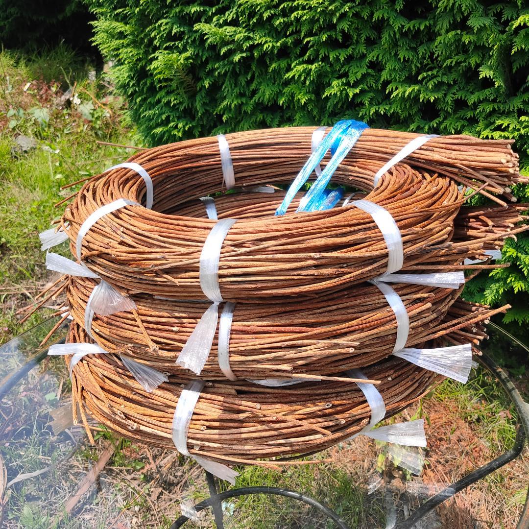 (委託品)青森県岩木山採取　あけび蔓　150cm～　3.2kg